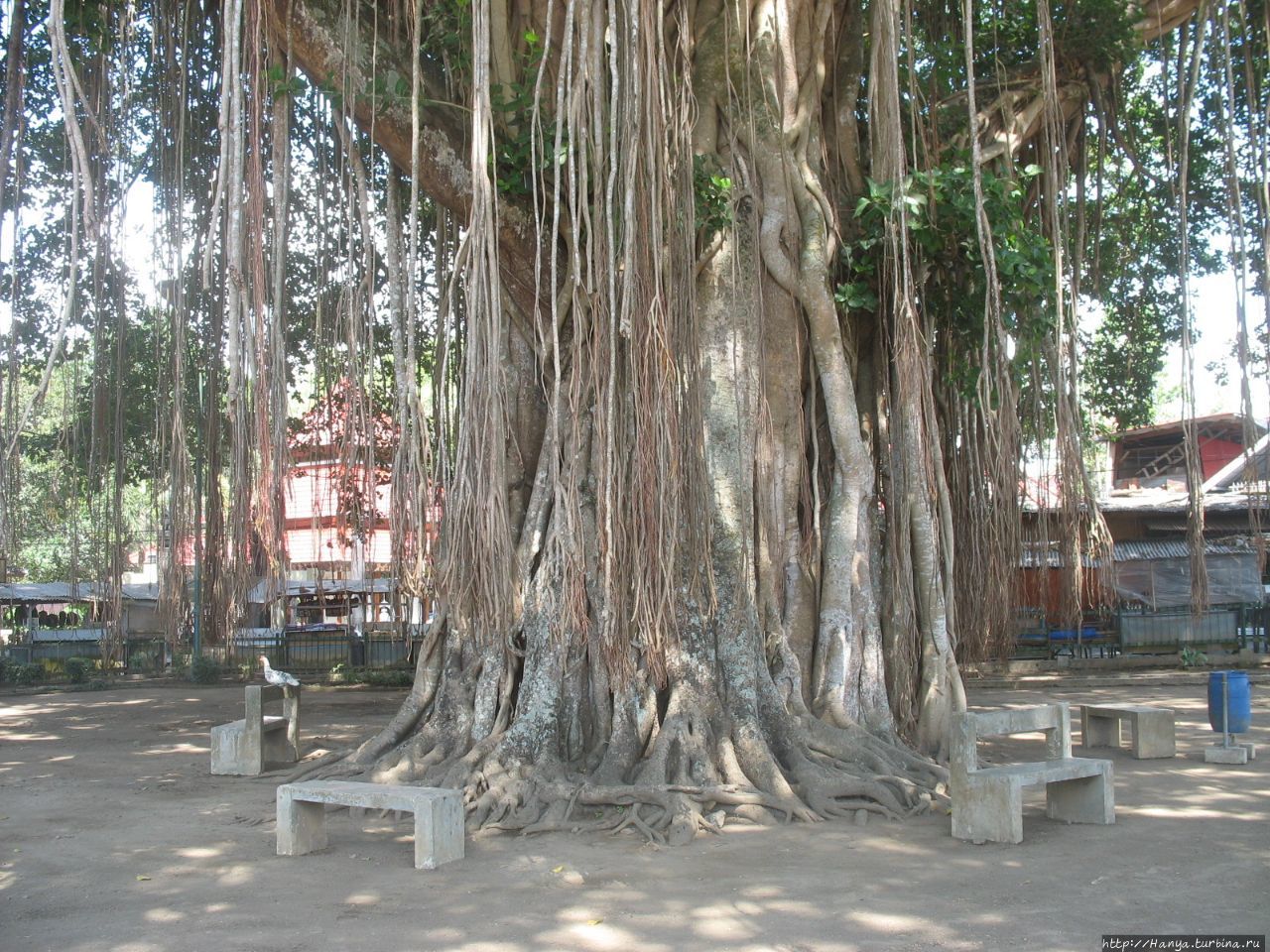 Дерево баньян возле храма