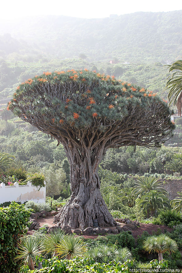 Священное Дерево Тенерифе. Икод-де-лос-Винос, остров Тенерифе, Испания