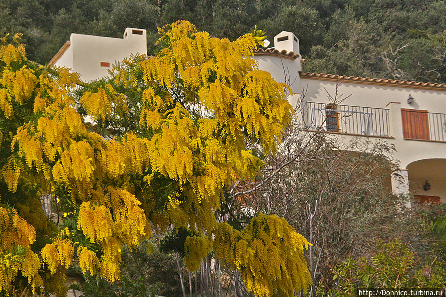 Островки новой Весны — желтые мимозы и коралловая айва Калонже, Испания