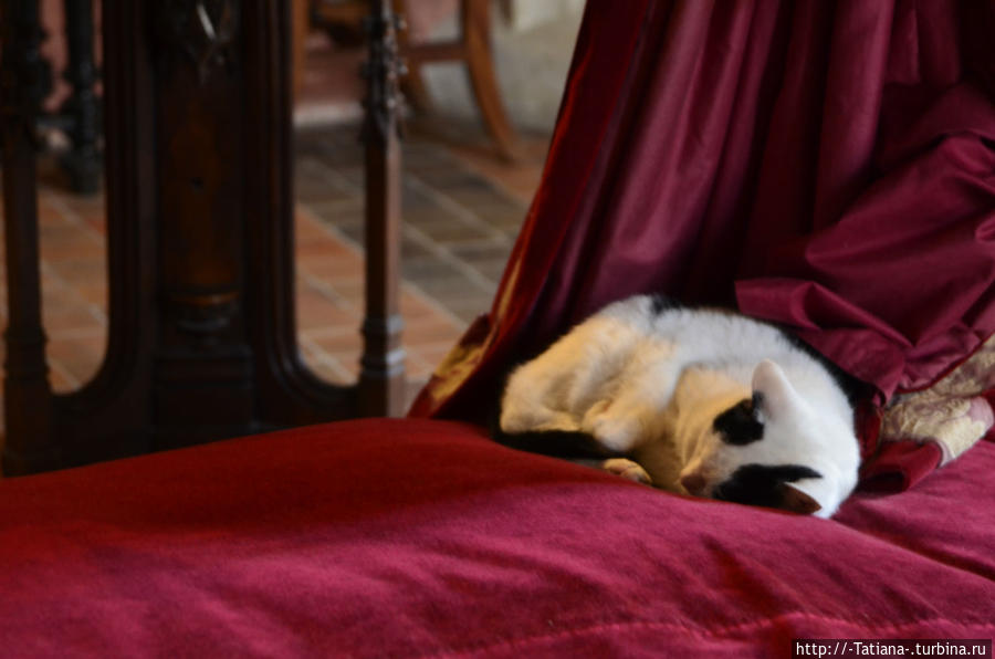 «Даже самая маленькая кошка – это произведение искусства» Амбуаз, Франция