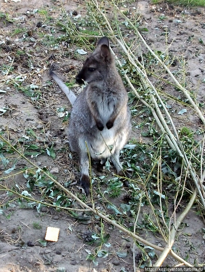 Серый кенгуру. Новосибирск, Россия