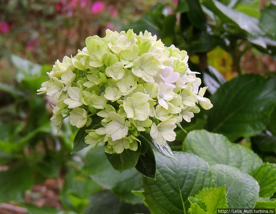 Цветочные сны... Фуншал, Португалия