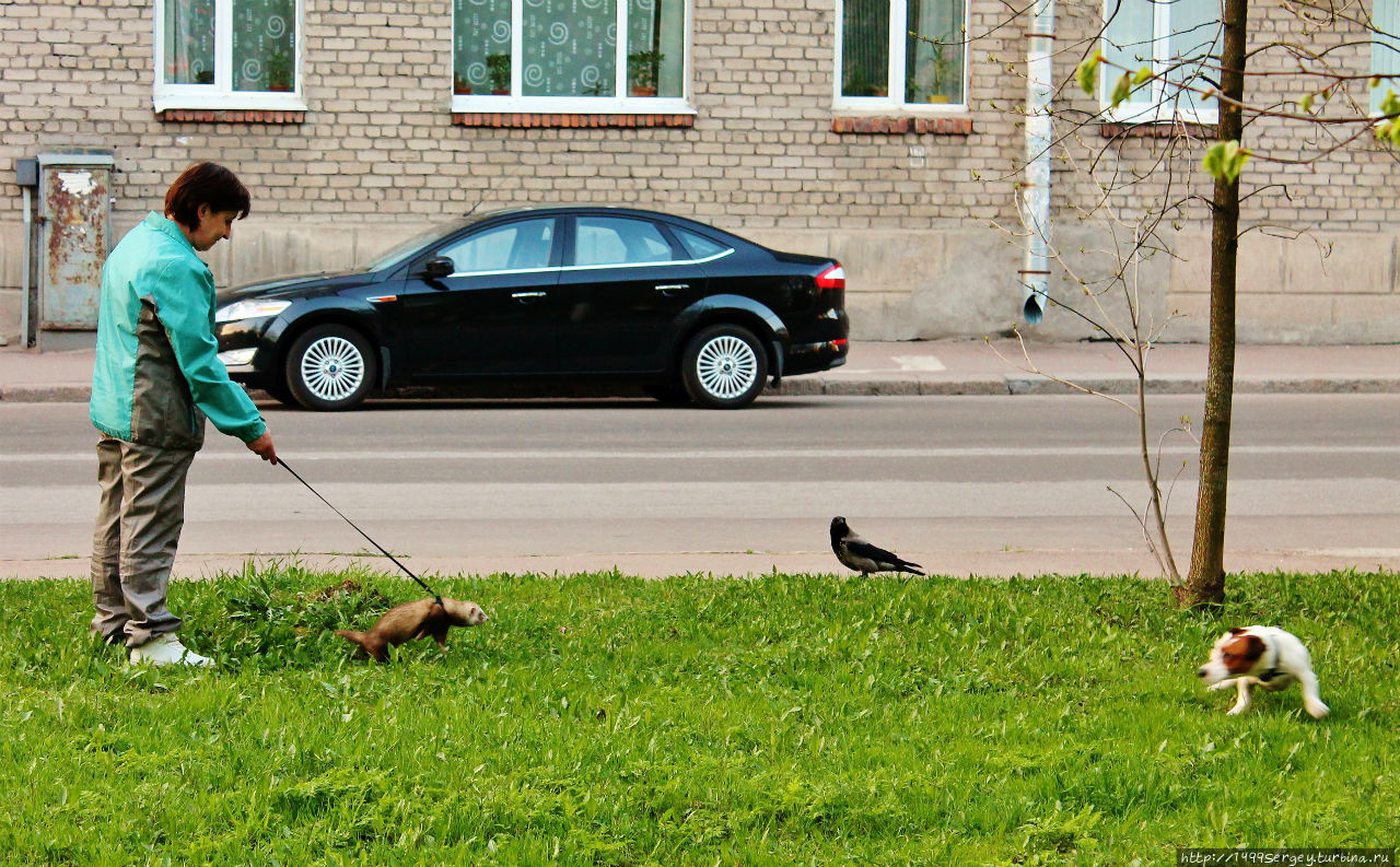 Хорёк, ворона и маленькая собачонка Нарва, Эстония