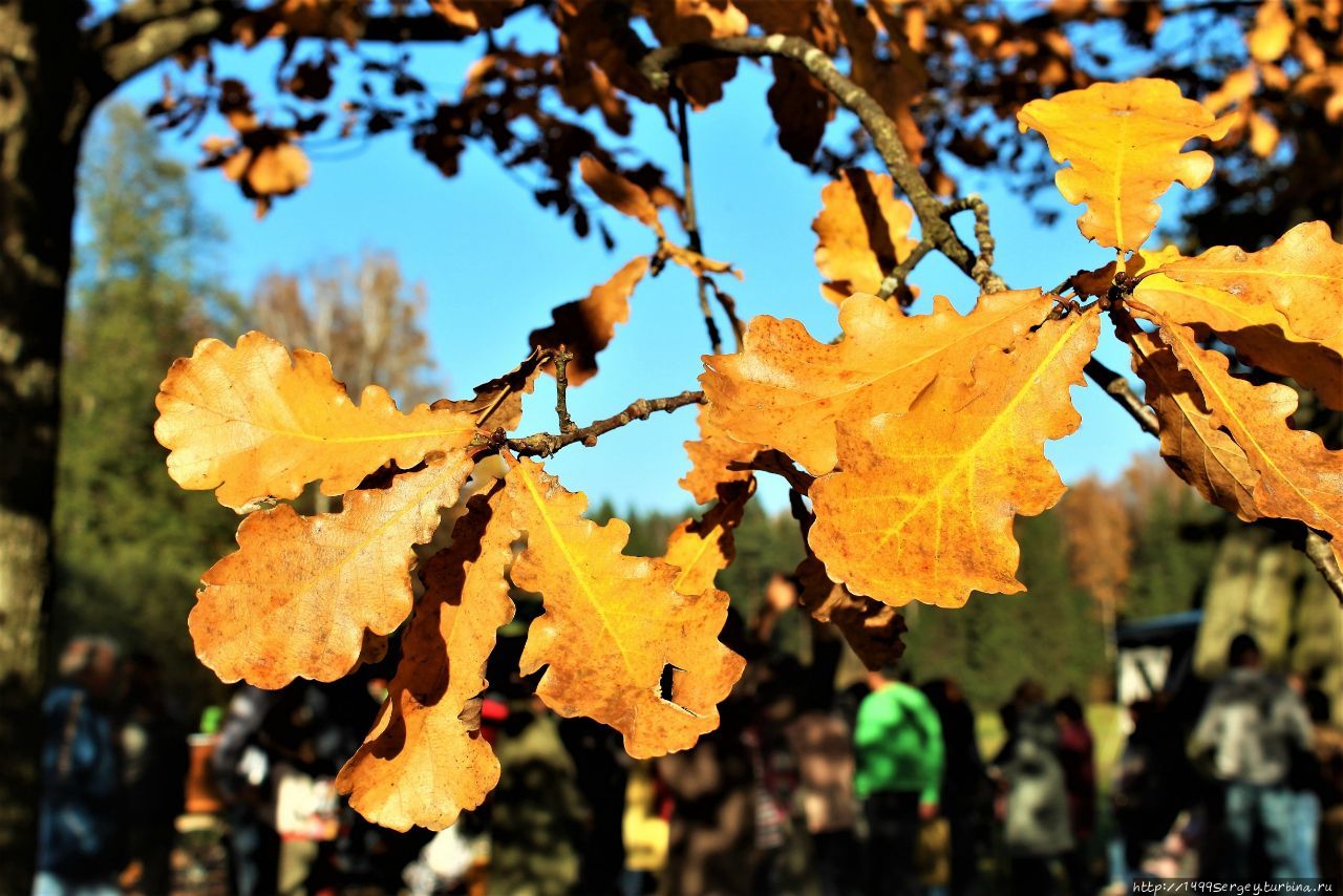 Золотая Осень в Павловском парке #4 Всё самое, самое яркое Павловск, Россия