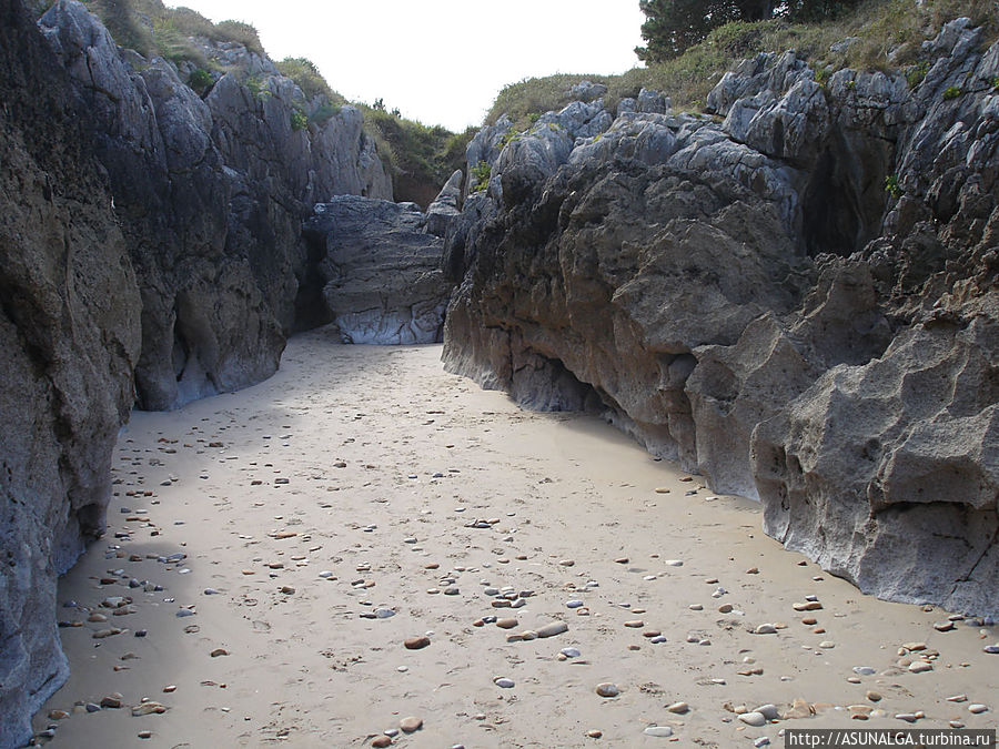 Астурию не зря называют «Зелёной Испанией». Ее флора отличается большим разнообразием.