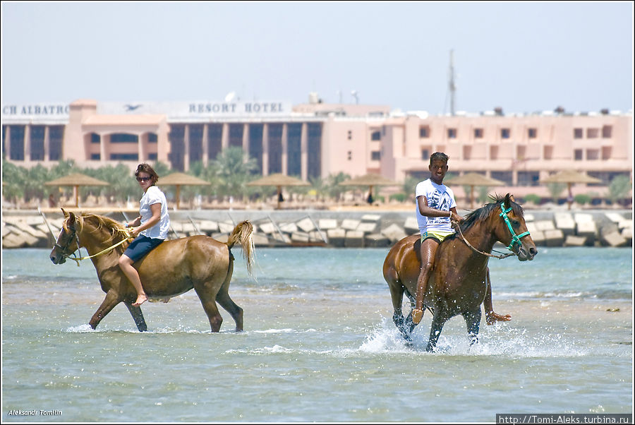 Мне очень понравились лошади, которые с удовольствием разгуливают по берегу Красного моря и даже — непрочь поплавать вместе с седоком. Во время отлива можно бродить вдоль берега, заходя вглубь моря метров на 20-30 — везде мелко...
* Хургада, Египет