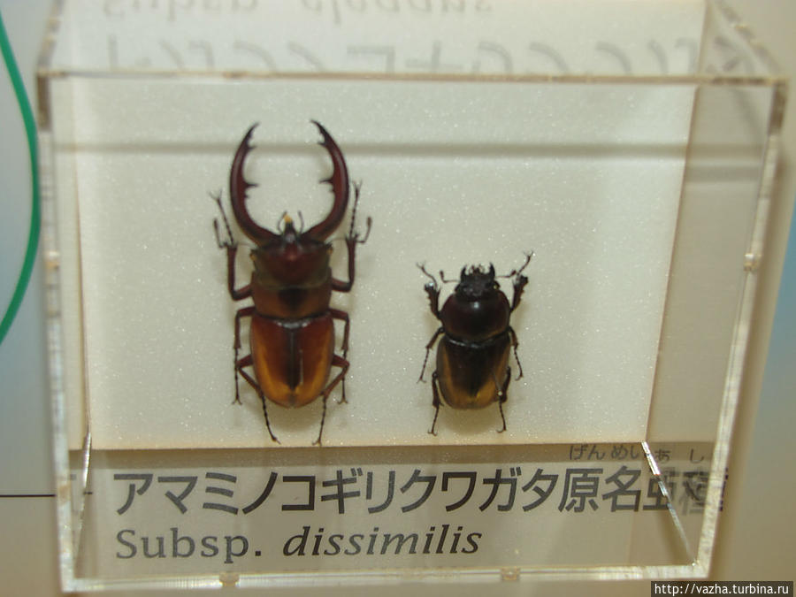 Национальный музей природы и науки. Первая часть Токио, Япония