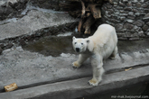 Обычно у самок полярных медведей рождаются по два детеныша. Бывают случаи, когда условия способствуют рождению троих или одного медвежонка. Детеныши белого медведя рождаются весом около 500 граммов и ростом 30 – 35 сантиметров. Медвежата остаются с матерью до двух лет, обучаясь охоте и привыкая к суровой жизни в арктической среде.