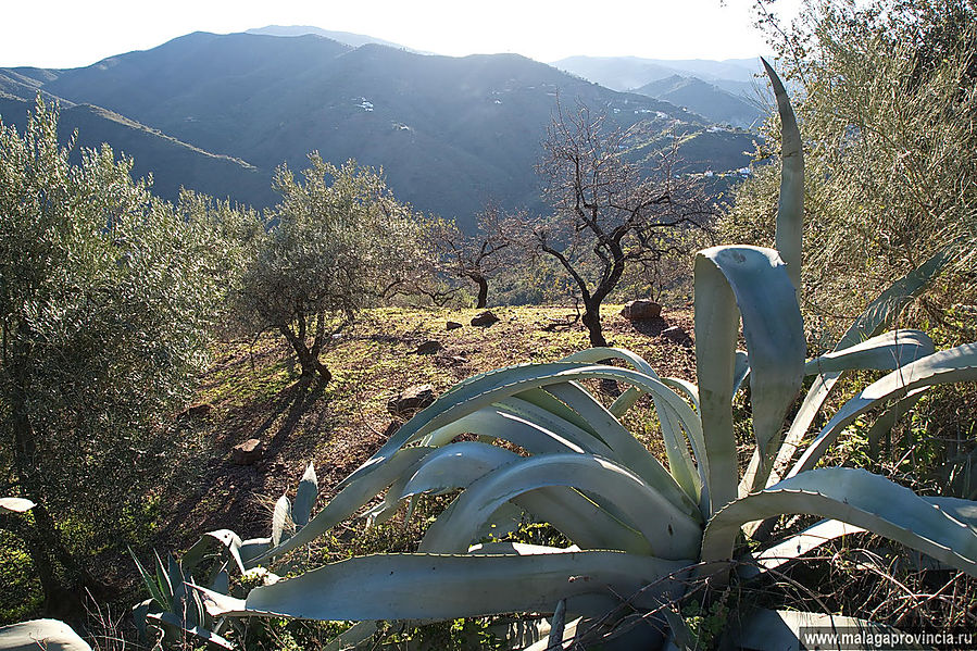 Агавы голубые, оливы и горы! Малага, Испания