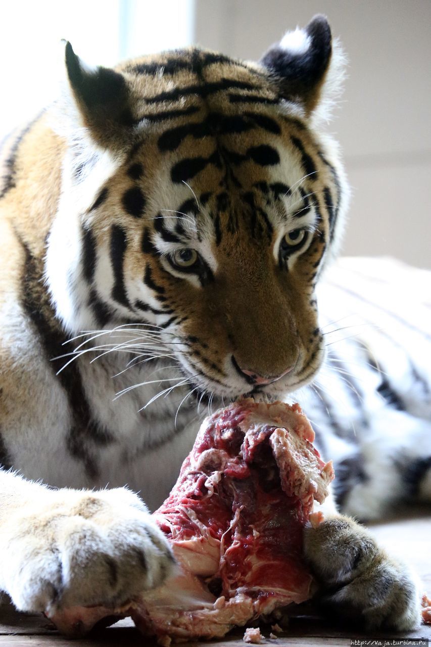 Зоопарк Щёнбрунн Вена, Австрия