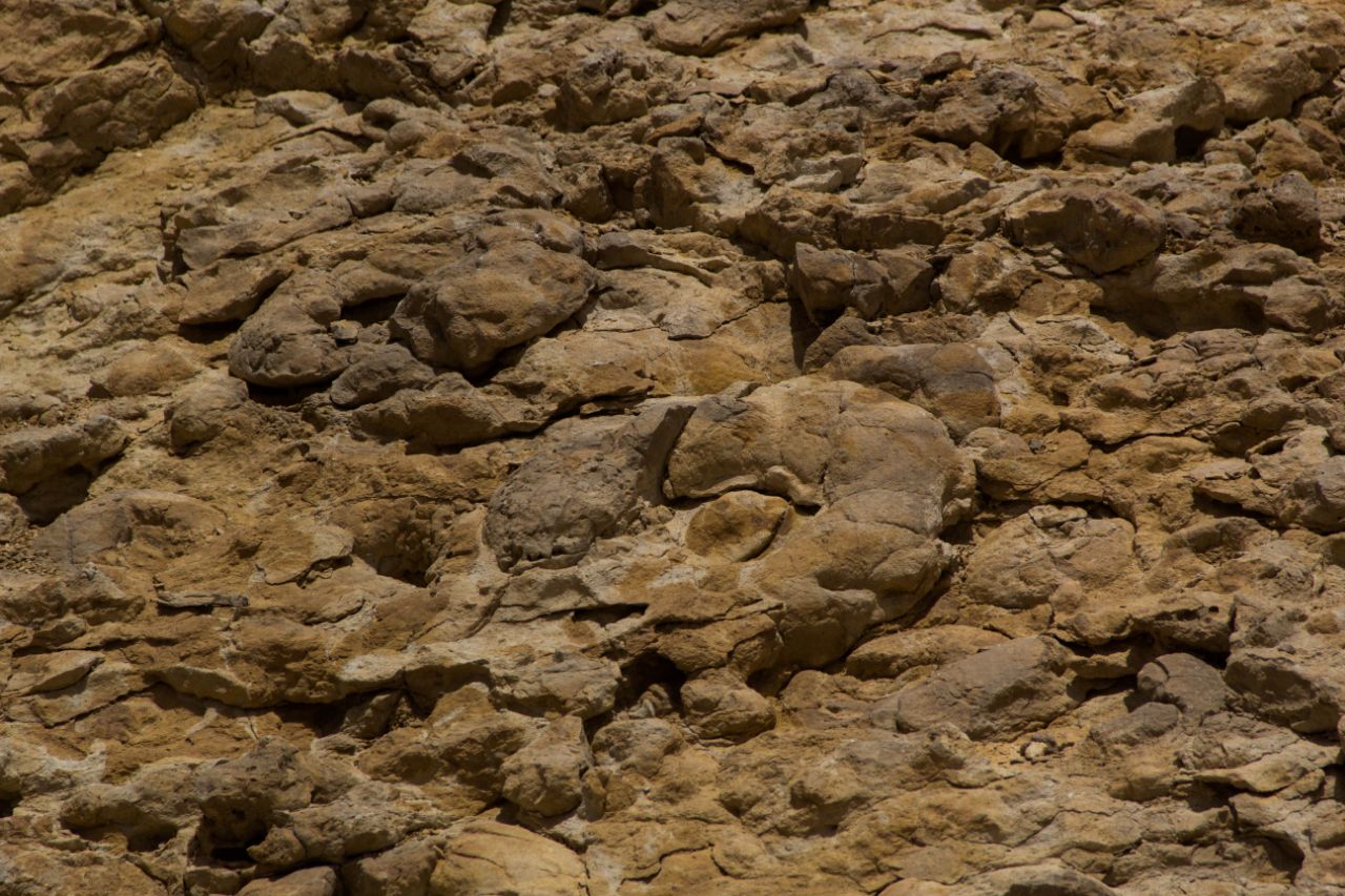 Махтеш Рамон. Стена аммонитов Негев Пустыня, Израиль