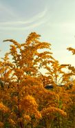 Я вообще люблю гулять в полях. Там так просторно, да и фото получаются красивые. В Подольске нашли симпатичные островки солидаго. Ругают это растение за сорнячество, но ведь красивое же...