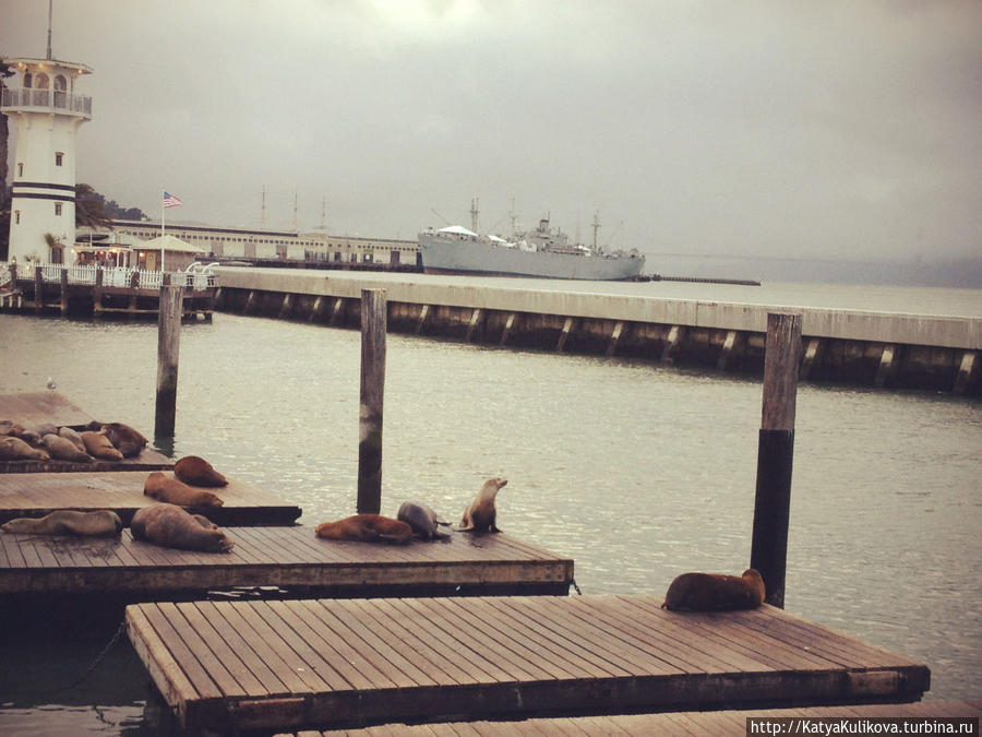 Морские котики на Pier 39. Сан-Франциско, CША