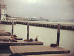 Морские котики на Pier 39.