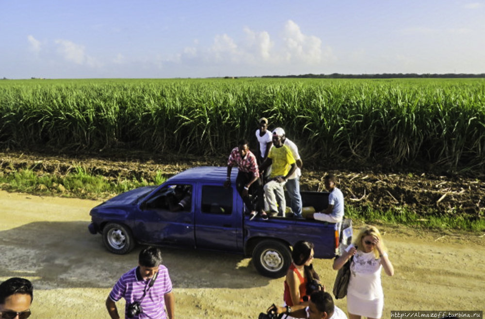в полях сахарного тростника Пунта-Кана, Доминиканская Республика
