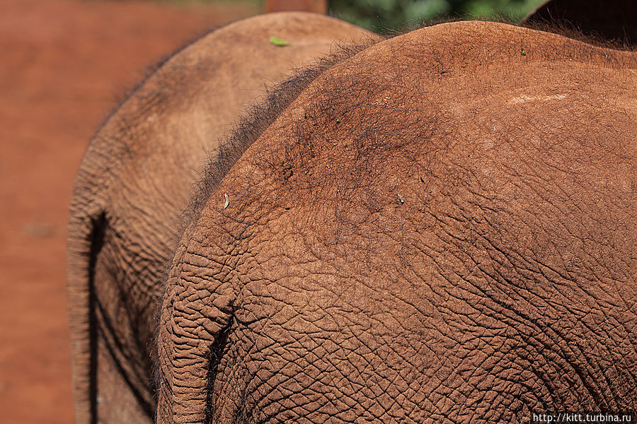 Слонята очень волосатые Найроби, Кения