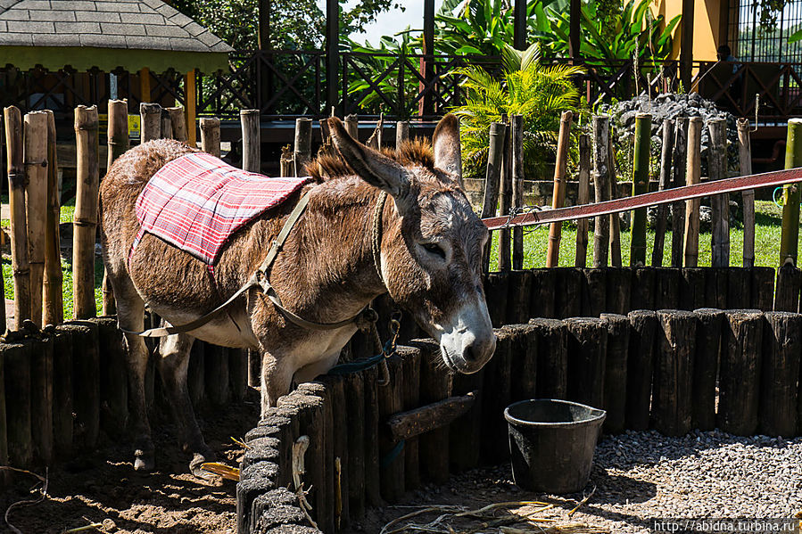 В старину для производства рома использовали вот, например, осликов