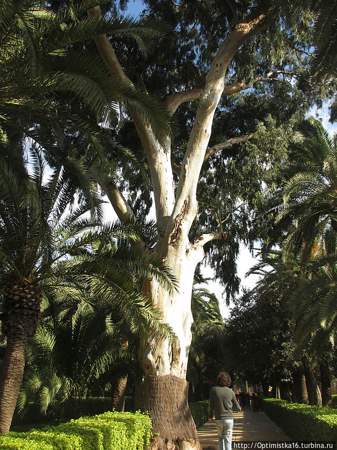 Бахайские сады. Теперь уже с экскурсией и гидом Хайфа, Израиль