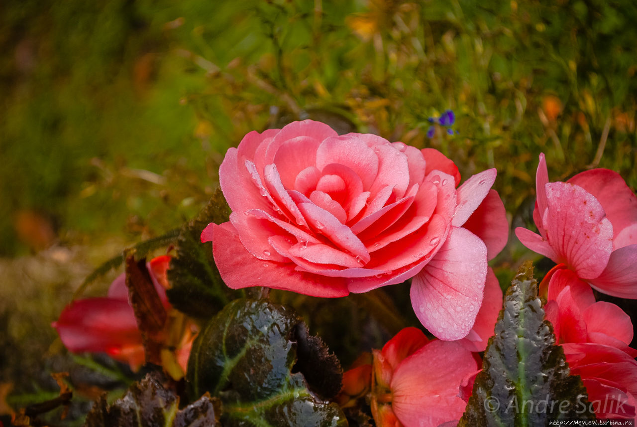 Тропа вокруг МЕЛЬНИЦЫ ИЕРИКИ Цесис, Латвия