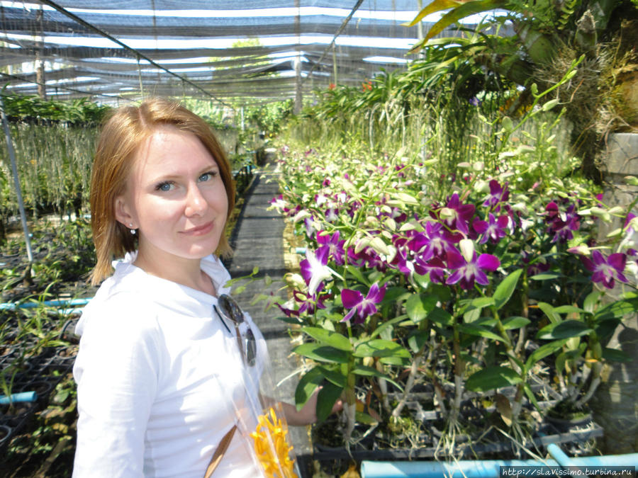 Ферма Орхидей! Таиланд