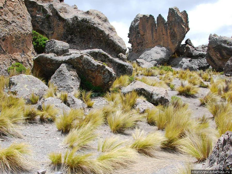 Знаменитая трава ичу. Благодаря ей шерсть викуний и альпаки обладает такими уникальными свойствами Регион Куско, Перу