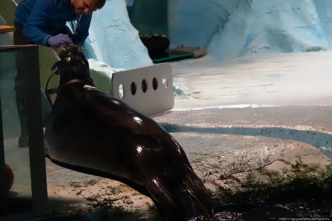 Арктический парк «Полярия» Тромсё, Норвегия Арктический парк «Полярия» Тромсё, Норвегия