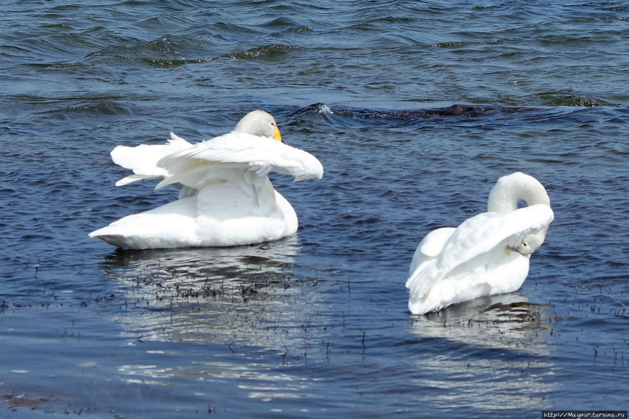 Песня  весне... Южно-Сахалинск, Россия