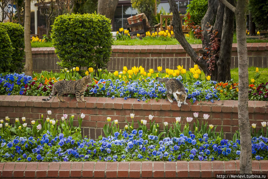 Целый день в Самбуле Стамбул, Турция