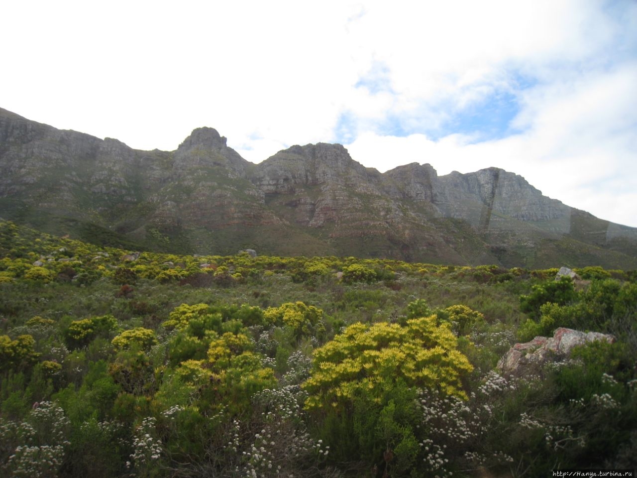 Капская флористическая область Кейптаун, ЮАР