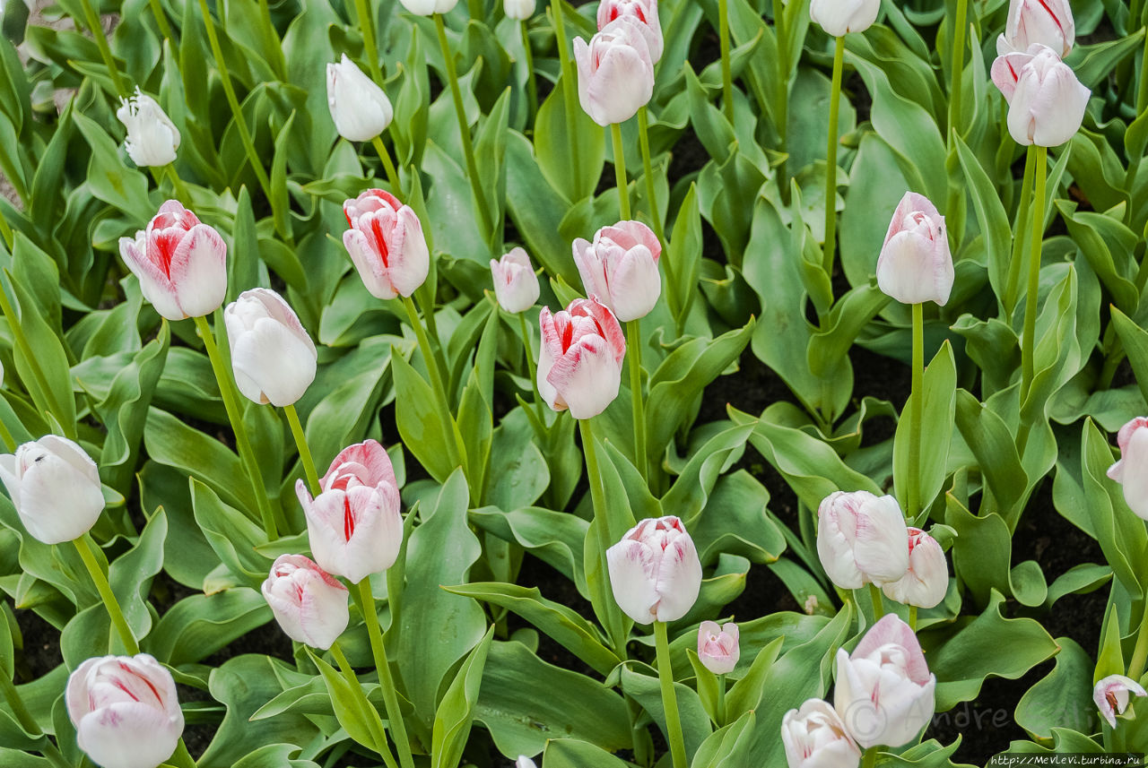 Тюльпаны в Юрмале Юрмала, Латвия