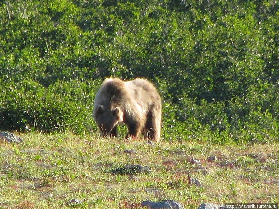 Бурый медведь — непредсказуемый и опасный хищник этих мест. Камчатский край, Россия