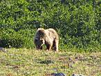 Бурый медведь — непредсказуемый и опасный хищник этих мест.
