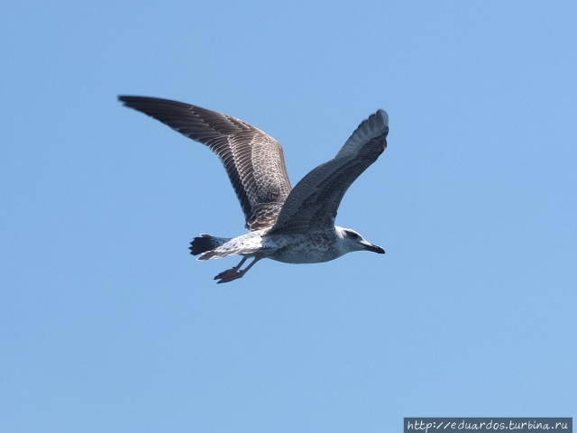 Морская рыбалка в Алуште Алушта, Россия