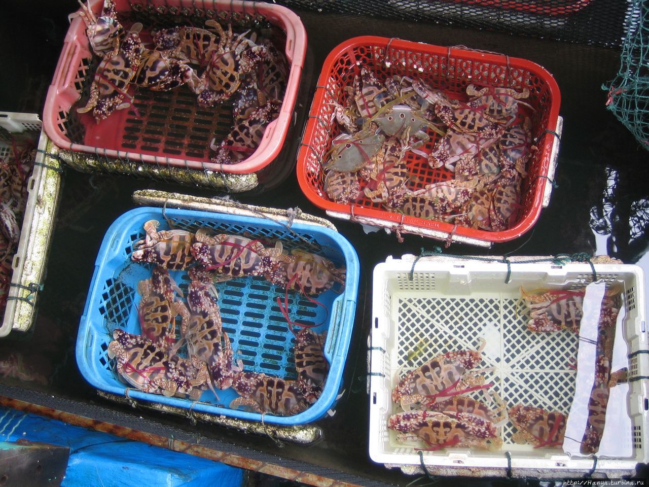 Бухта Халонг. Плавучий рыбный рынок Халонг бухта, Вьетнам
