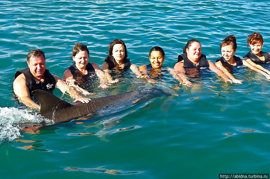Дельфин проплывает под руками,чтобымы могли погладить его упругое кожаное тело