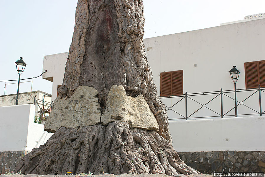 Драконово дерево (Dracaena draco)-2 в городке Икод де лос Винос всего в 100 метрах от своего знаменитого брата. Икод-де-лос-Винос, остров Тенерифе, Испания