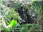 Тропический павильон.Там душно как в парилке,природа в саду напоменает природу Центральной Америки точнее Никарагуа,Белиза и Гватэмалы