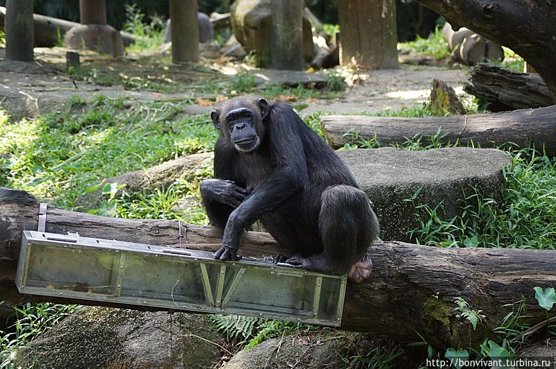 Шимпанзе Сингапур (город-государство)
