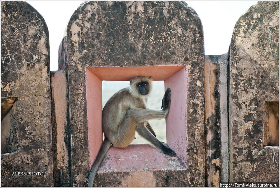 Какая Индия без обезьян. Их в этой стране можно встретить в самых неожиданных местах, даже в военных фортах...
* Джайпур, Индия