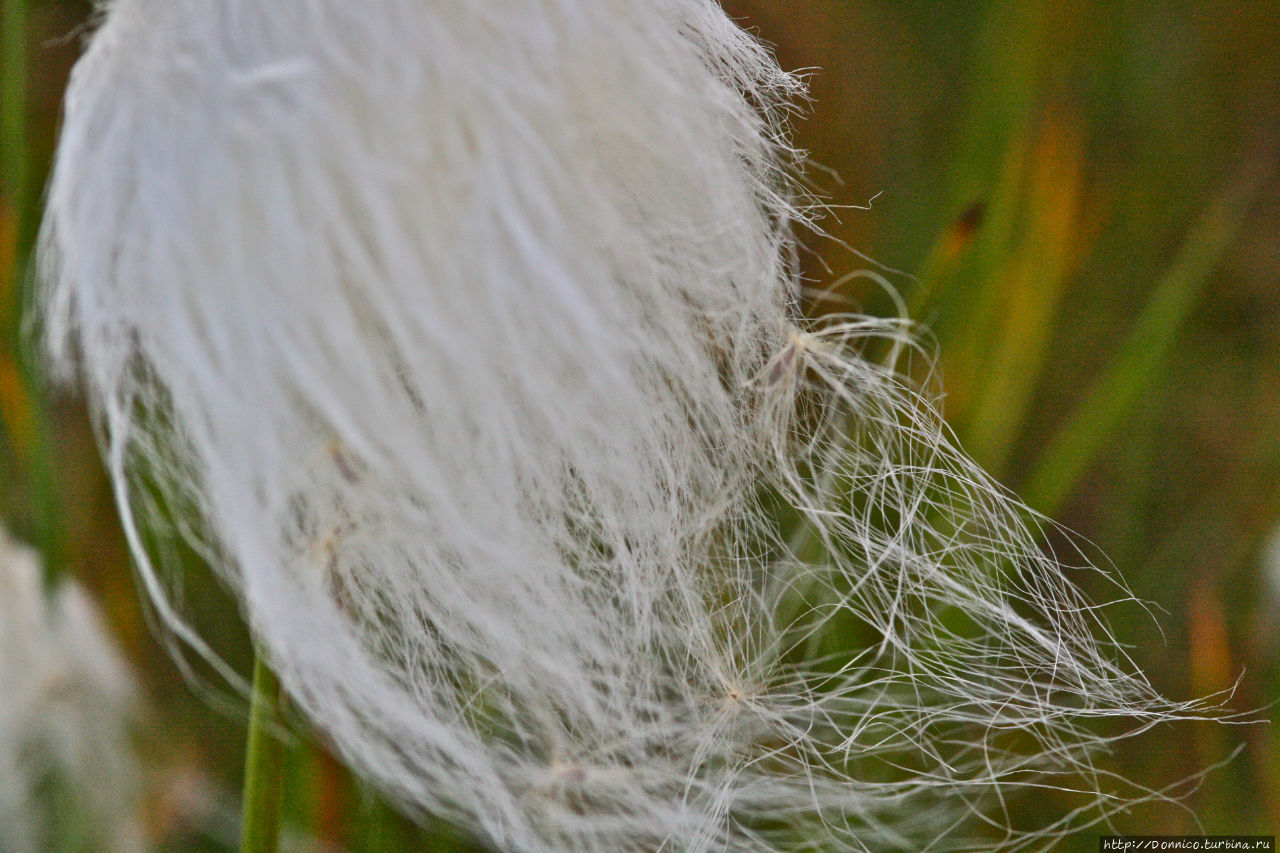 Пушица от Шпица Лонгийербюен, Свальбард