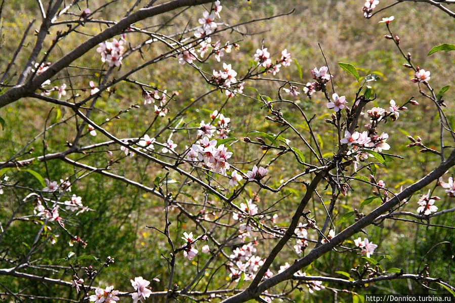 Островки новой Весны - Белые и нежно-розовые