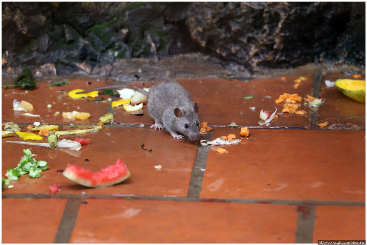 Зоопарк Ханоя Ханой, Вьетнам