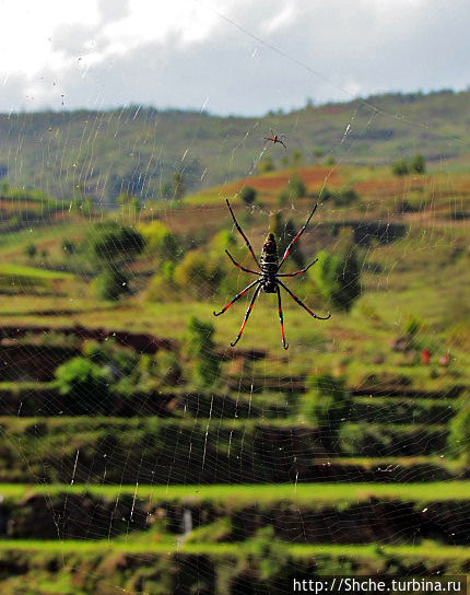 Жил на свете паучек, маленького роста... Провинция Антананариву, Мадагаскар