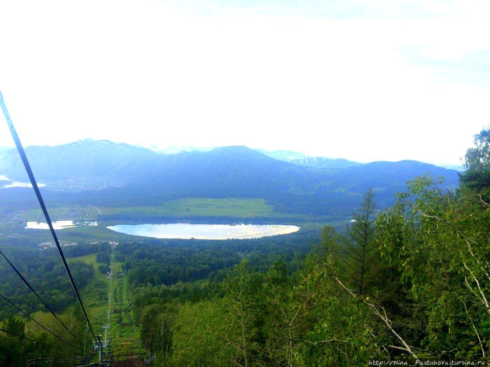 Алтай Манжерок хаски