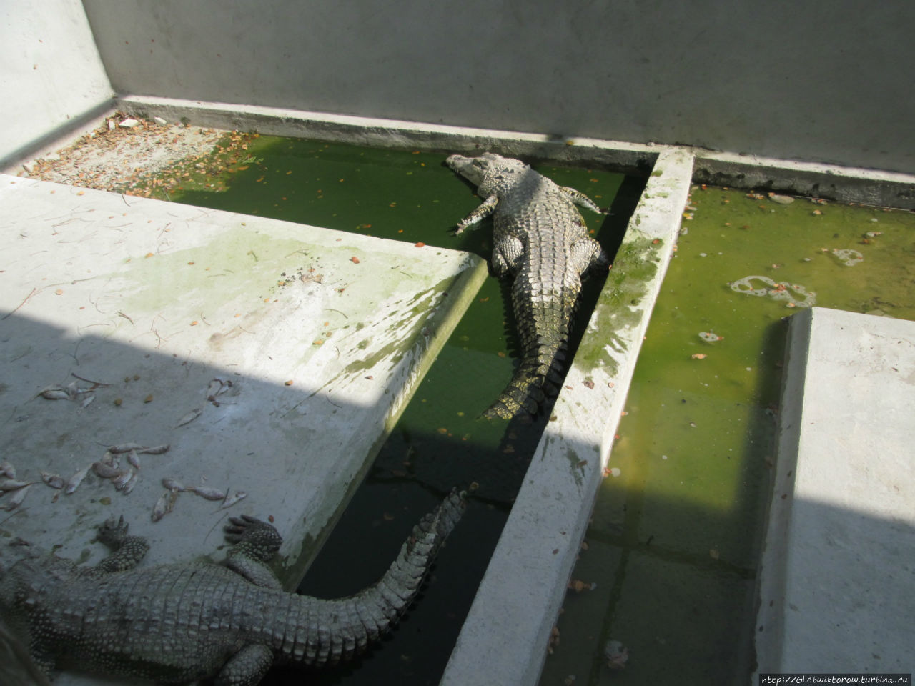 Крокодиловая ферма Янгон, Мьянма