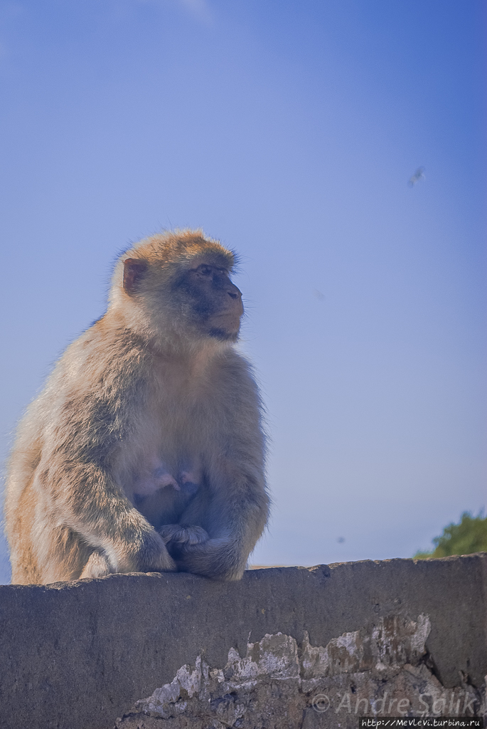 Знакомство с обезьянками Гибралтара Гибралтар