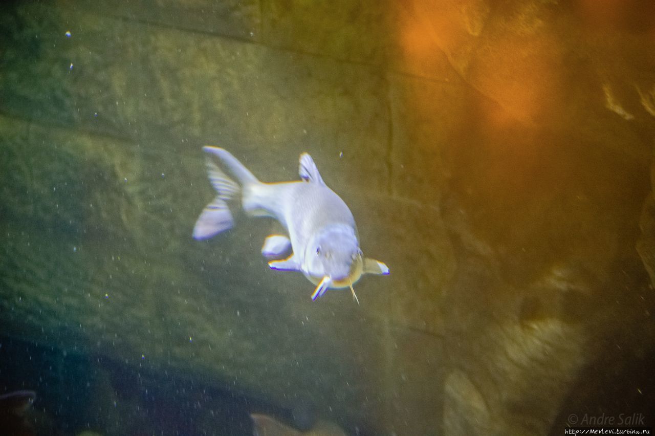 Миланский аквариум (Acquario Civico di Milano) Милан, Италия