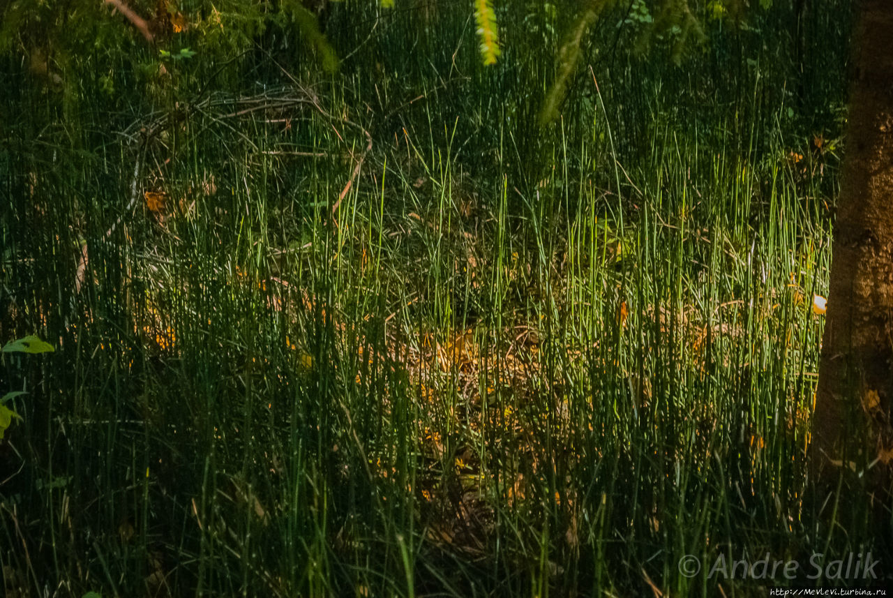 Утесы на реке Гауя Лигатне, Латвия