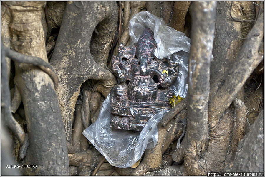 По пути попадаются деревья баньян, в извилистых стволах которых можно видеть статуэтки разных божеств, типа Ганеши...
* Мумбаи, Индия