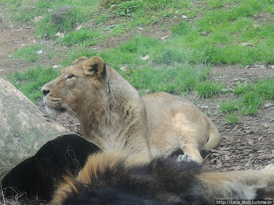 Zoo Roma Рим, Италия